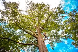 Best Tree Fertilization Services  in USA